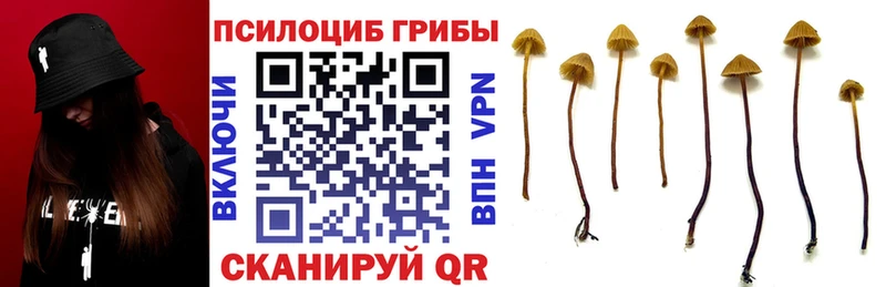 дарнет шоп  Фрязино  OMG маркетплейс  Псилоцибиновые грибы мицелий 